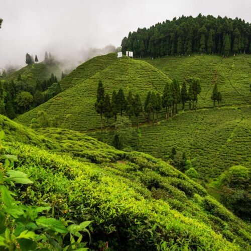 🏔️ Darjeeling & Gangtok – A Magical Himalayan Escape