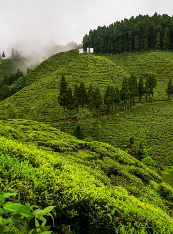 🏔️ Darjeeling & Gangtok – A Magical Himalayan Escape